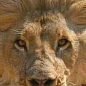 ANDY (rosand29.lens) Lens social identity (.lens handle) PFP