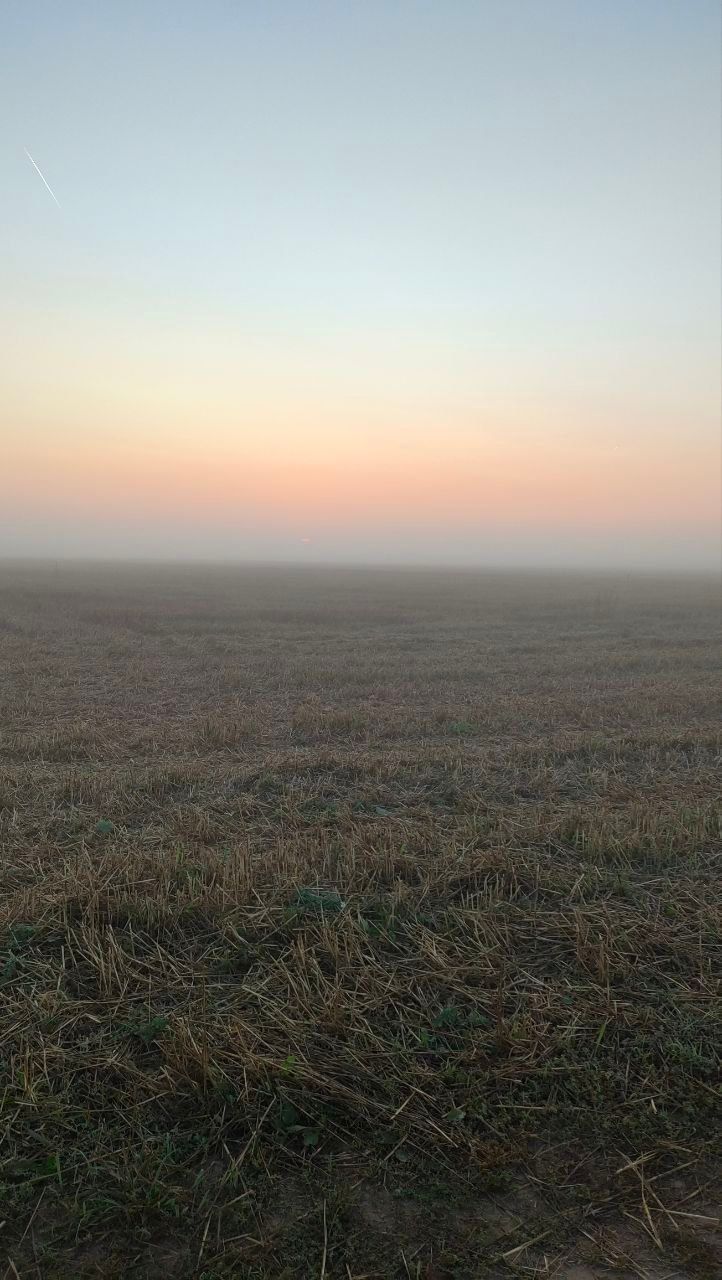 field at the morning