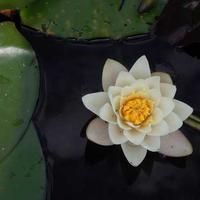 enterwell (enterwell.lens) Lens social identity (.lens handle) PFP