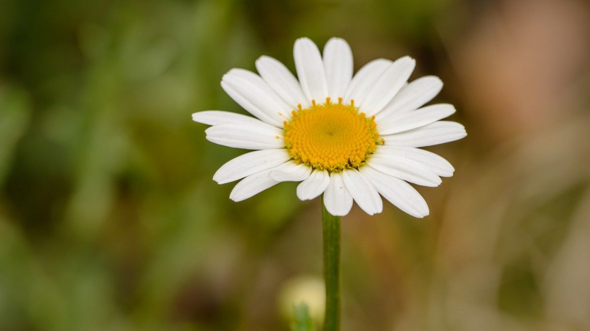 bf (baofu988.lens) Lens social identity (.lens handle) PFP