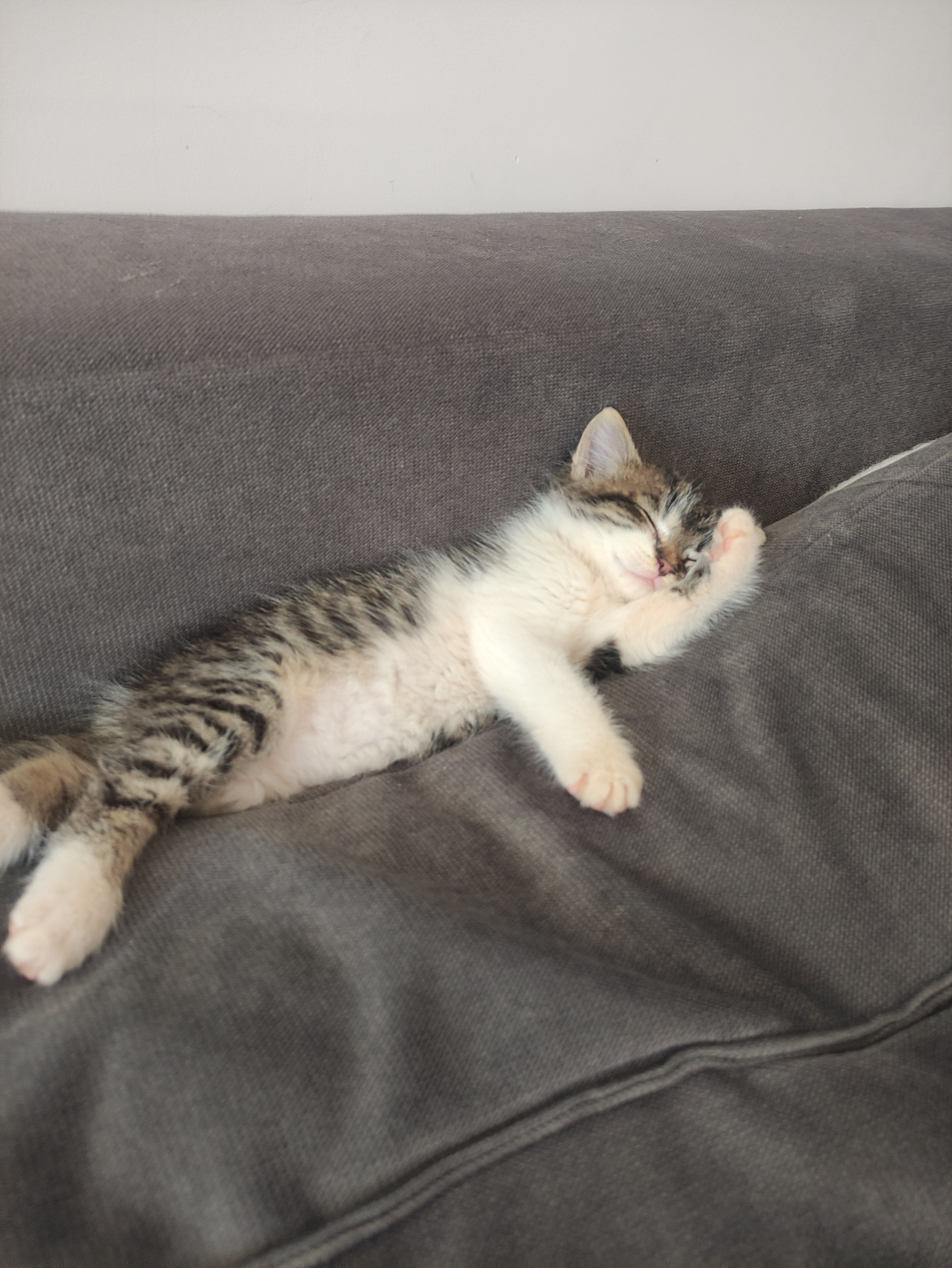 Walecznakluska (walecznakluska.lens) Lens social identity (.lens handle) PFP