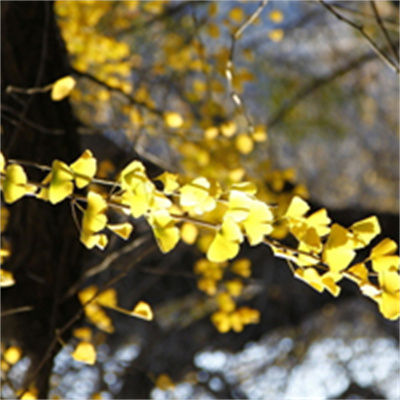 harpere (harpere.lens) Lens social identity (.lens handle) PFP