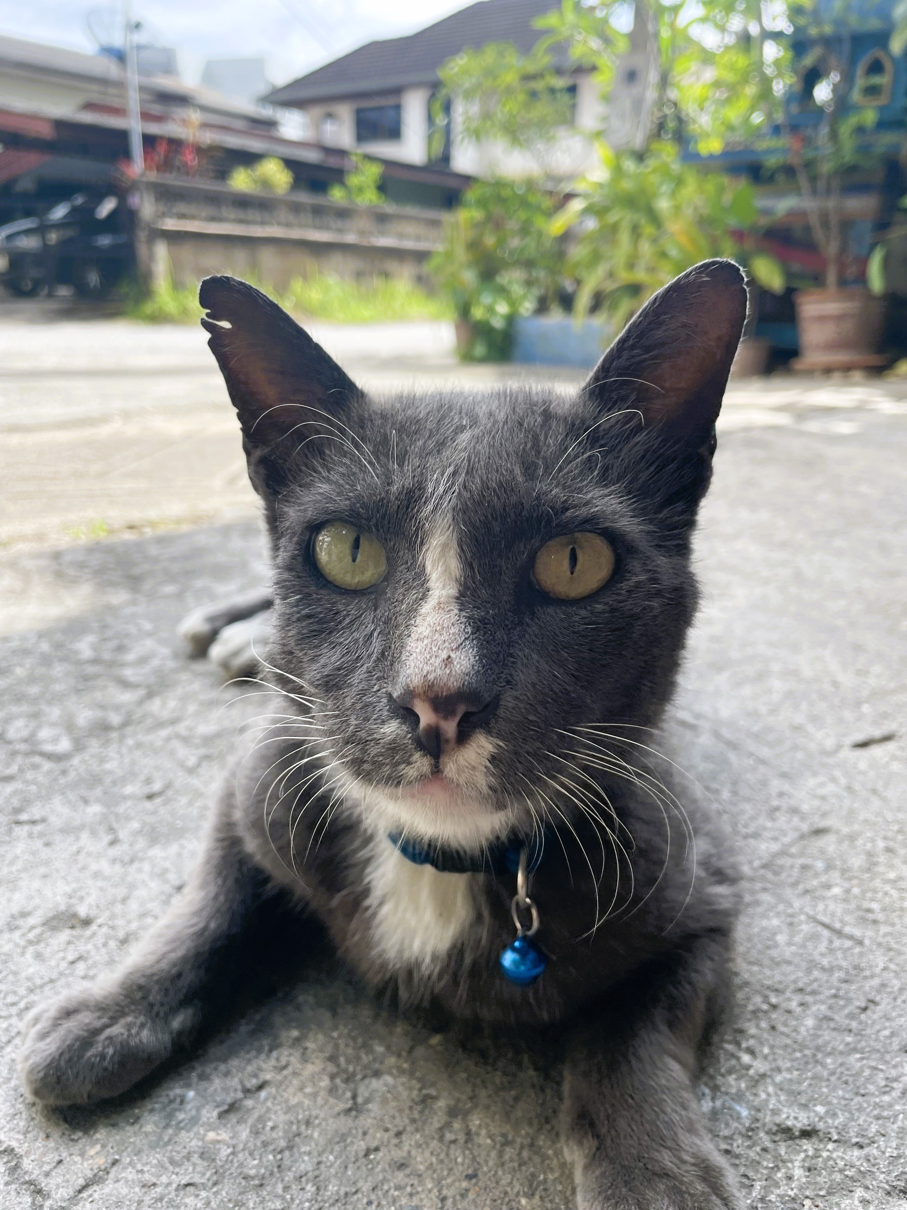 RD888 (rd888.lens) Lens social identity (.lens handle) PFP