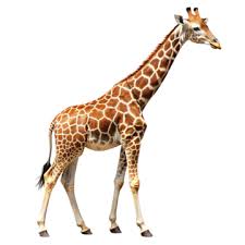 Jerry Parker Jr (croomer.lens) Lens social identity (.lens handle) PFP