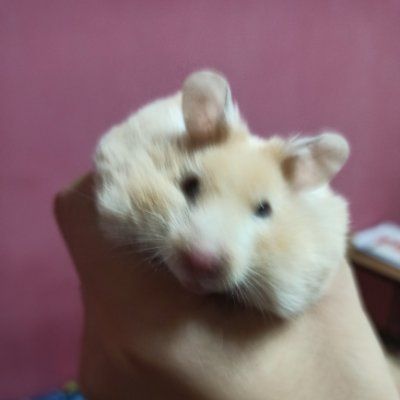 Doctor Raids (doctorraids.lens) Lens social identity (.lens handle) PFP