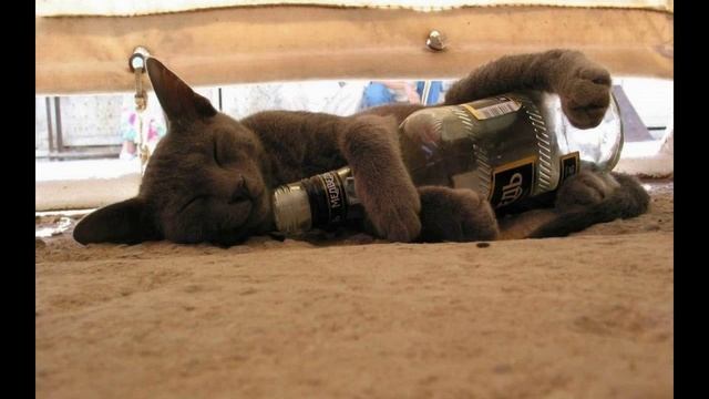 badarkasha.linea.eth Linea Name Service (.linea.eth domains) based on ENS PFP