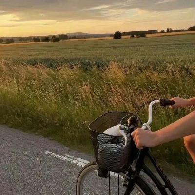 Molly Ted (mollyted.lens) Lens social identity (.lens handle) PFP