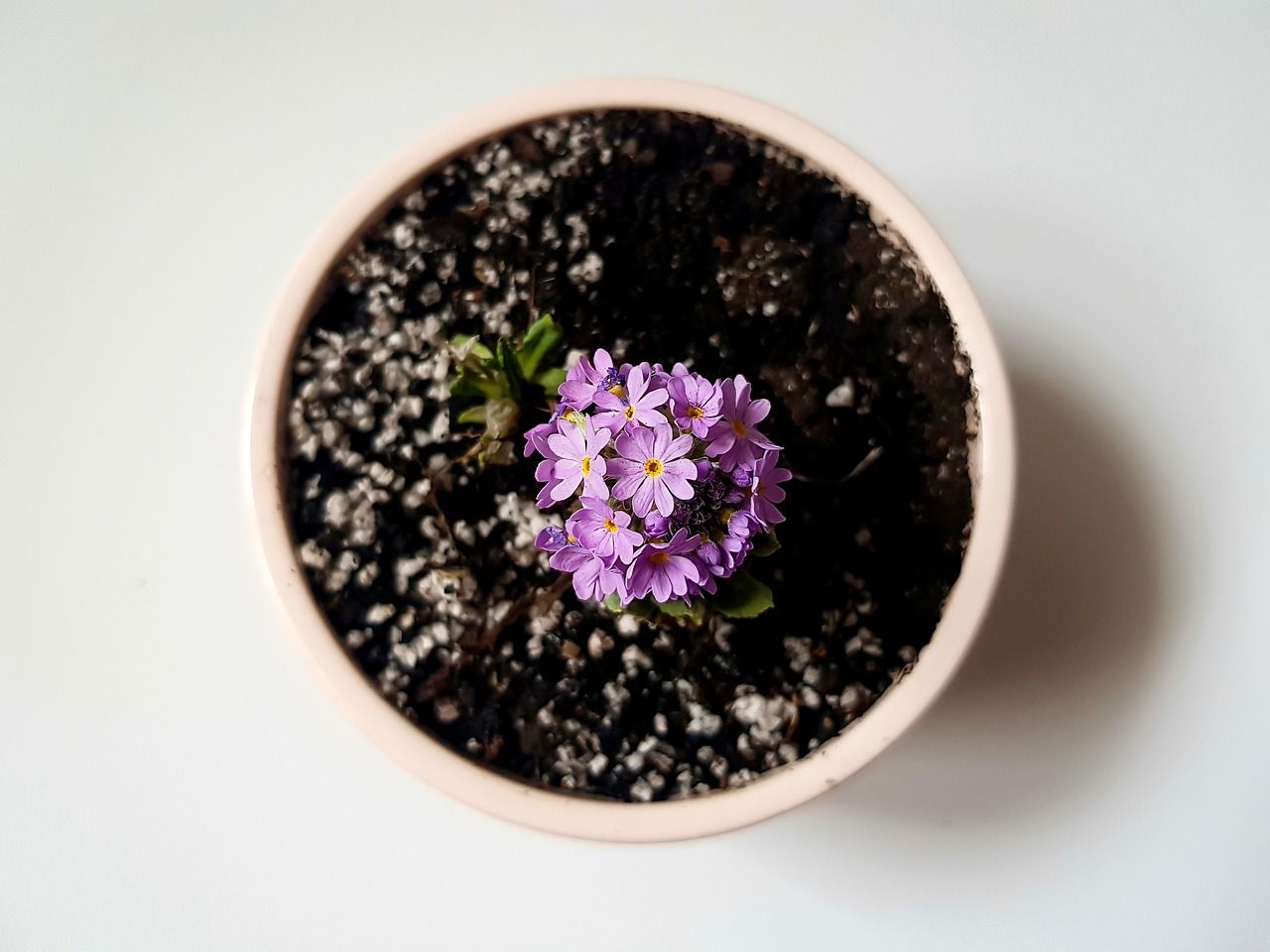 weekend (brownsen.lens) Lens social identity (.lens handle) PFP