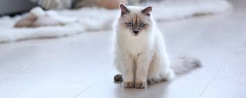 folarin (swggr.lens) Lens social identity (.lens handle) PFP