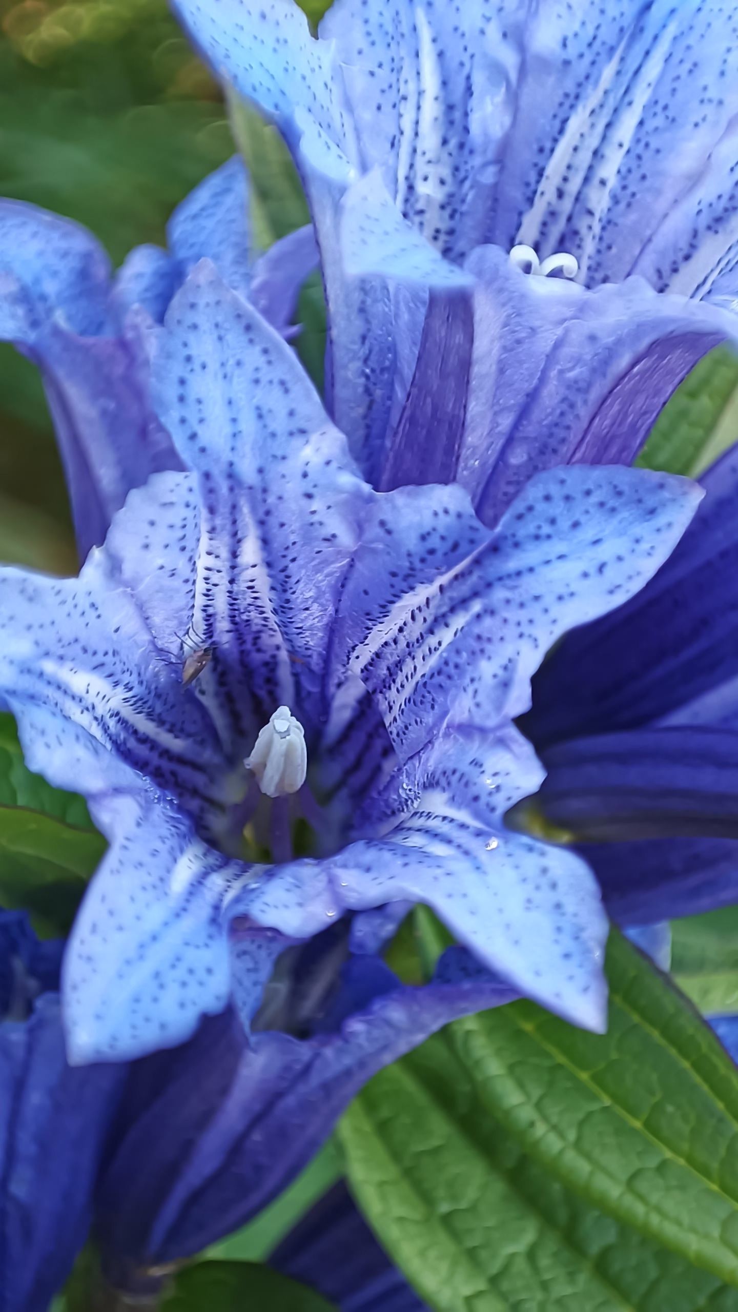 Flowerstation (flowerstation.lens) Lens social identity (.lens handle) PFP