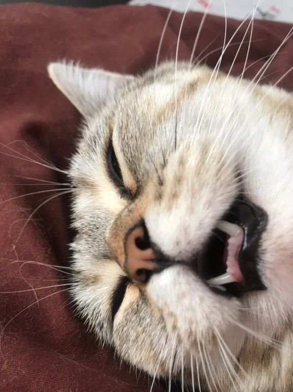 Pixarb (pixarb.lens) Lens social identity (.lens handle) PFP