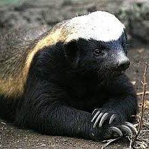 honey_badger (honey_badger.lens) Lens social identity (.lens handle) PFP
