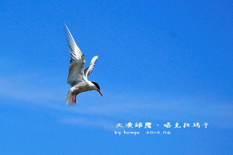 umarsanibkr (umarsanibkr.lens) Lens social identity (.lens handle) PFP