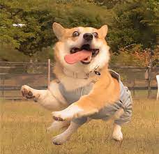 bibio (bibio.lens) Lens social identity (.lens handle) PFP