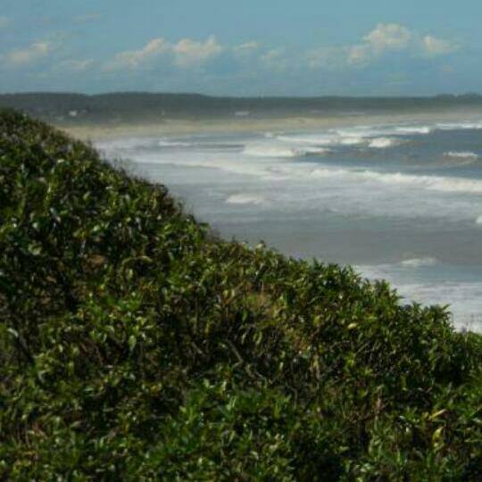 Nacho (penzarennada.lens) Lens social identity (.lens handle) PFP