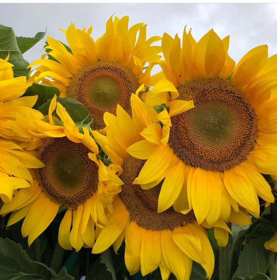 IL (il_070778.lens) Lens social identity (.lens handle) PFP