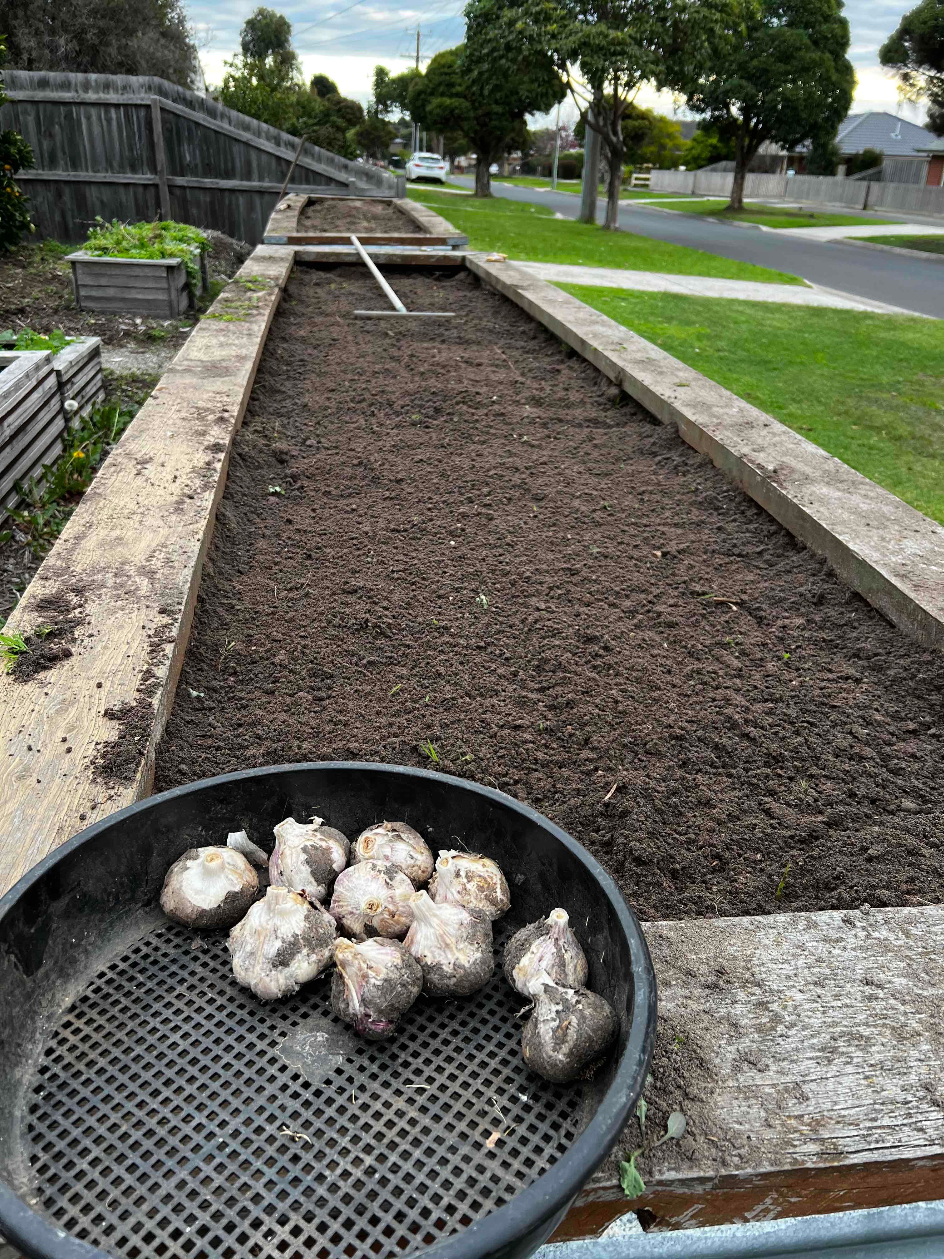 Planting the garlic crop.