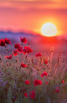 ilkim (mengelilkim.lens) Lens social identity (.lens handle) PFP