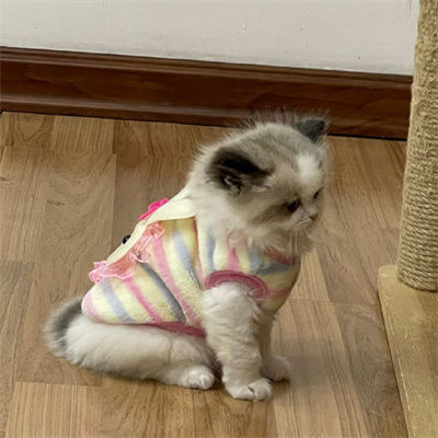 Sebastian (sebastiani.lens) Lens social identity (.lens handle) PFP