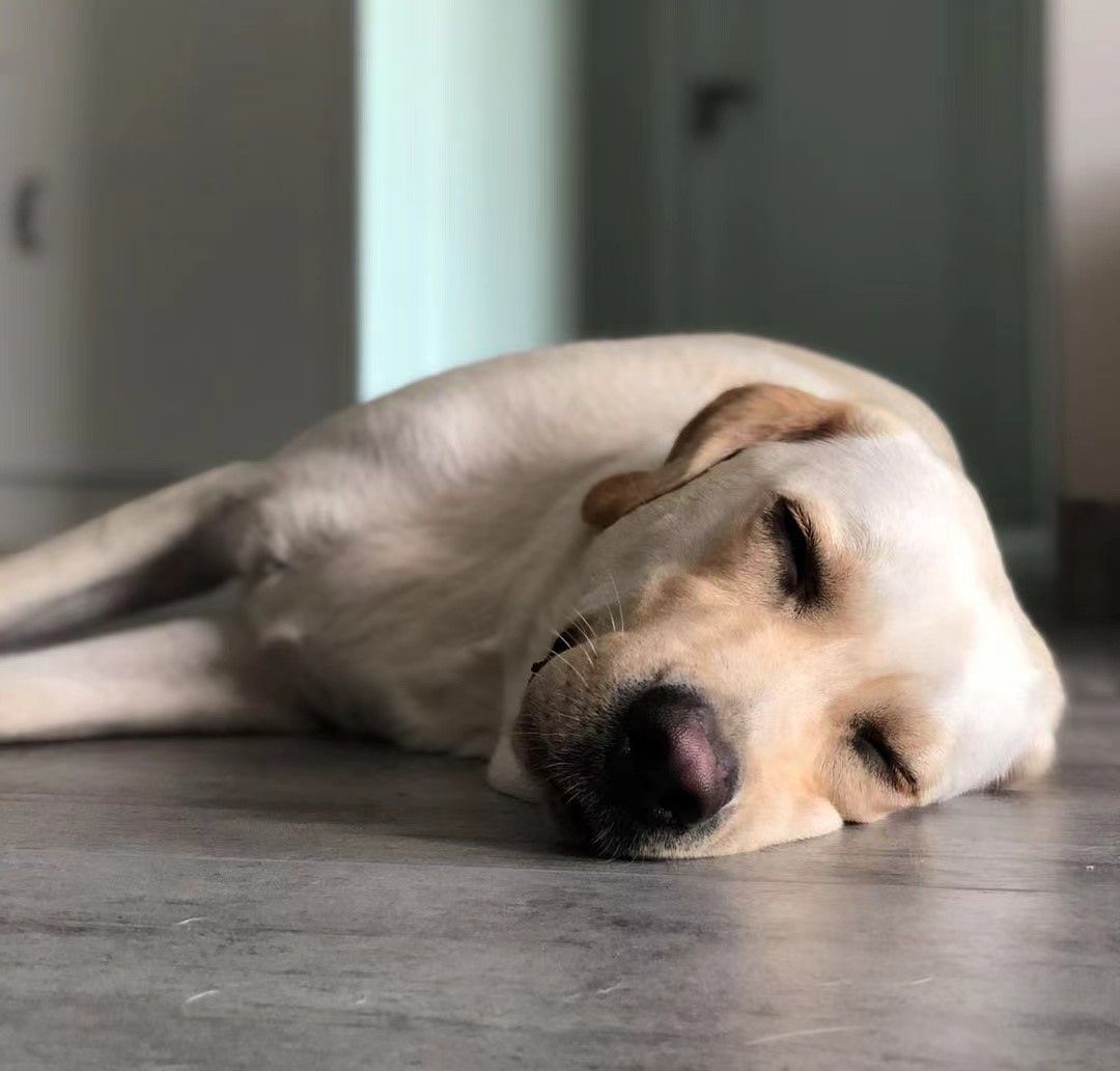 bengee's Lens avatar