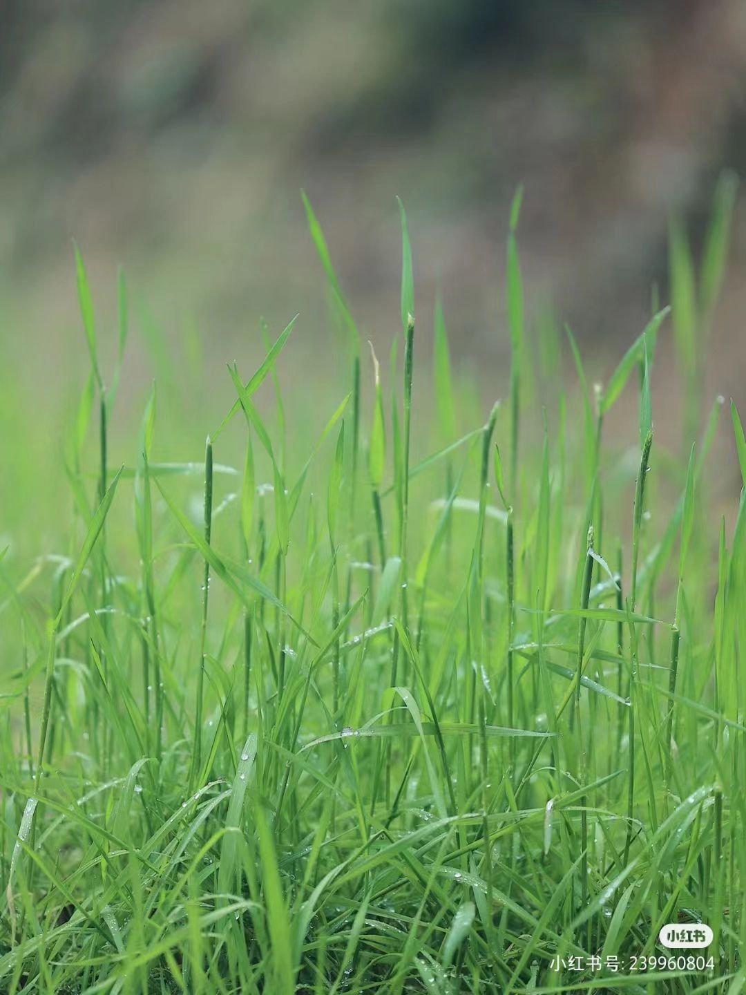 toyoti (lens4770.lens) Lens social identity (.lens handle) PFP