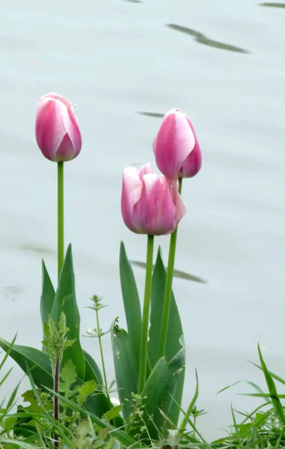 ANDRECRONJETECH (andrecronjetech.lens) Lens social identity (.lens handle) PFP