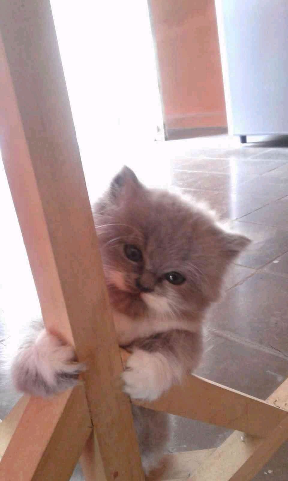 Ashwin (kontolirenk.lens) Lens social identity (.lens handle) PFP