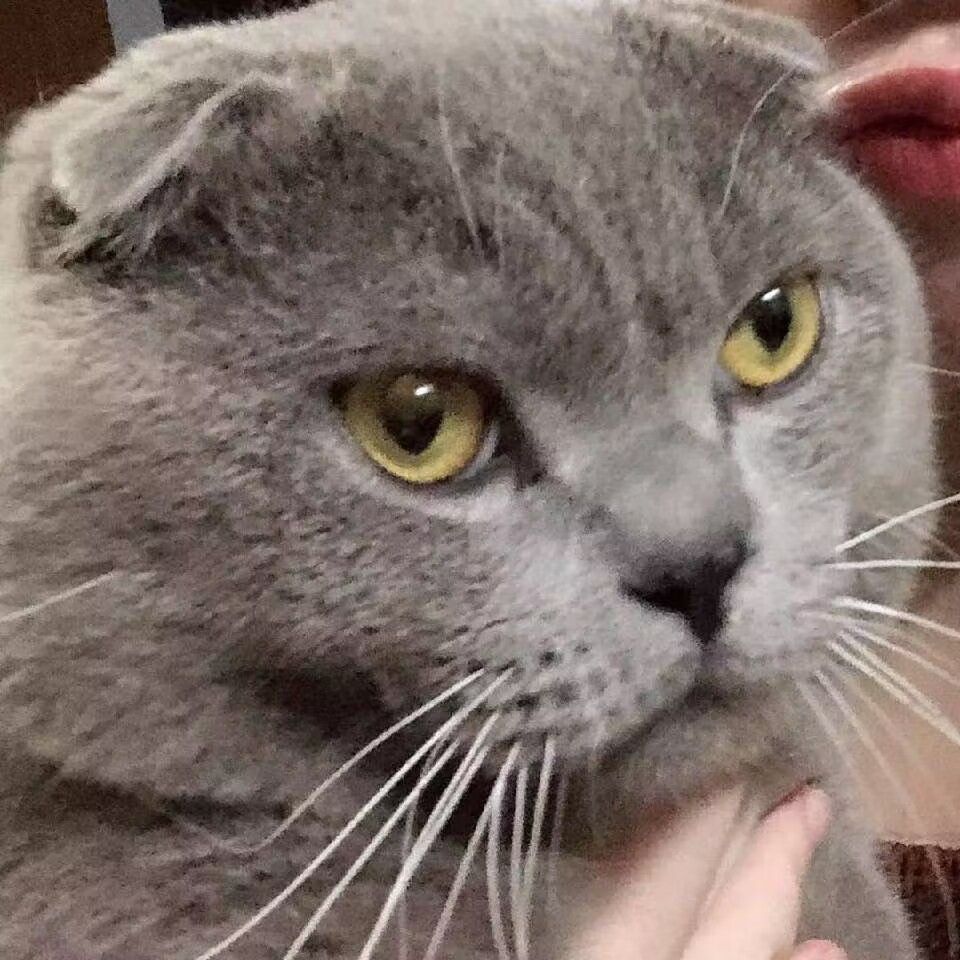 小吉他 (tiqinge.lens) Lens social identity (.lens handle) PFP