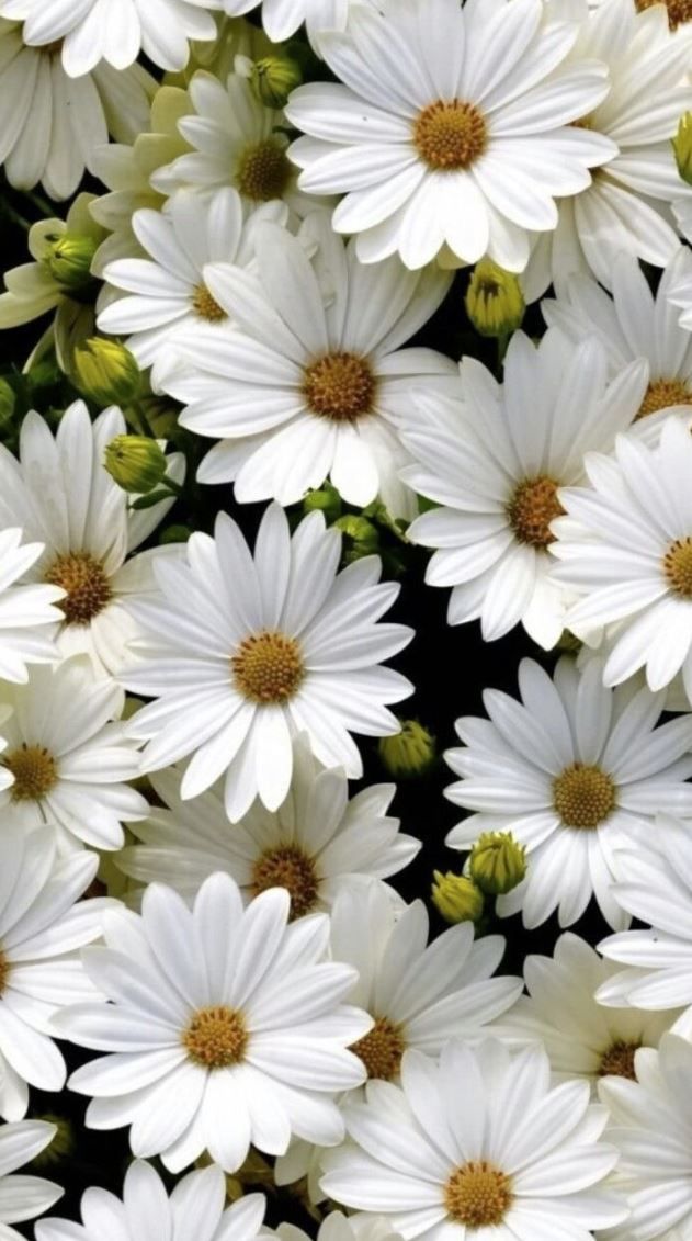 Kaliops (kaliops.lens) Lens social identity (.lens handle) PFP