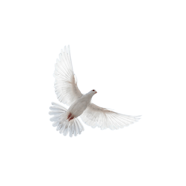 PF Peace 🕊️ & 🦅 Freedom's Lens avatar