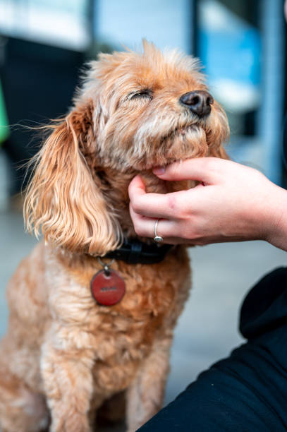 old-cavapoo-gets-pats.jpg