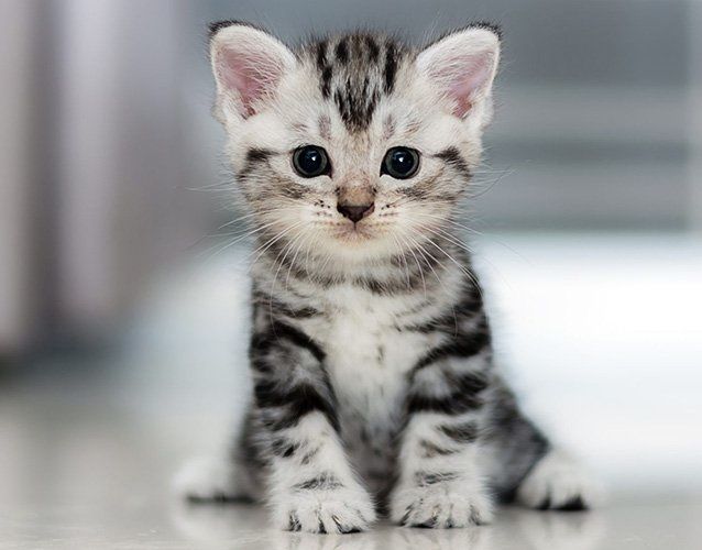 Artem Volniy (avoln1y.lens) Lens social identity (.lens handle) PFP