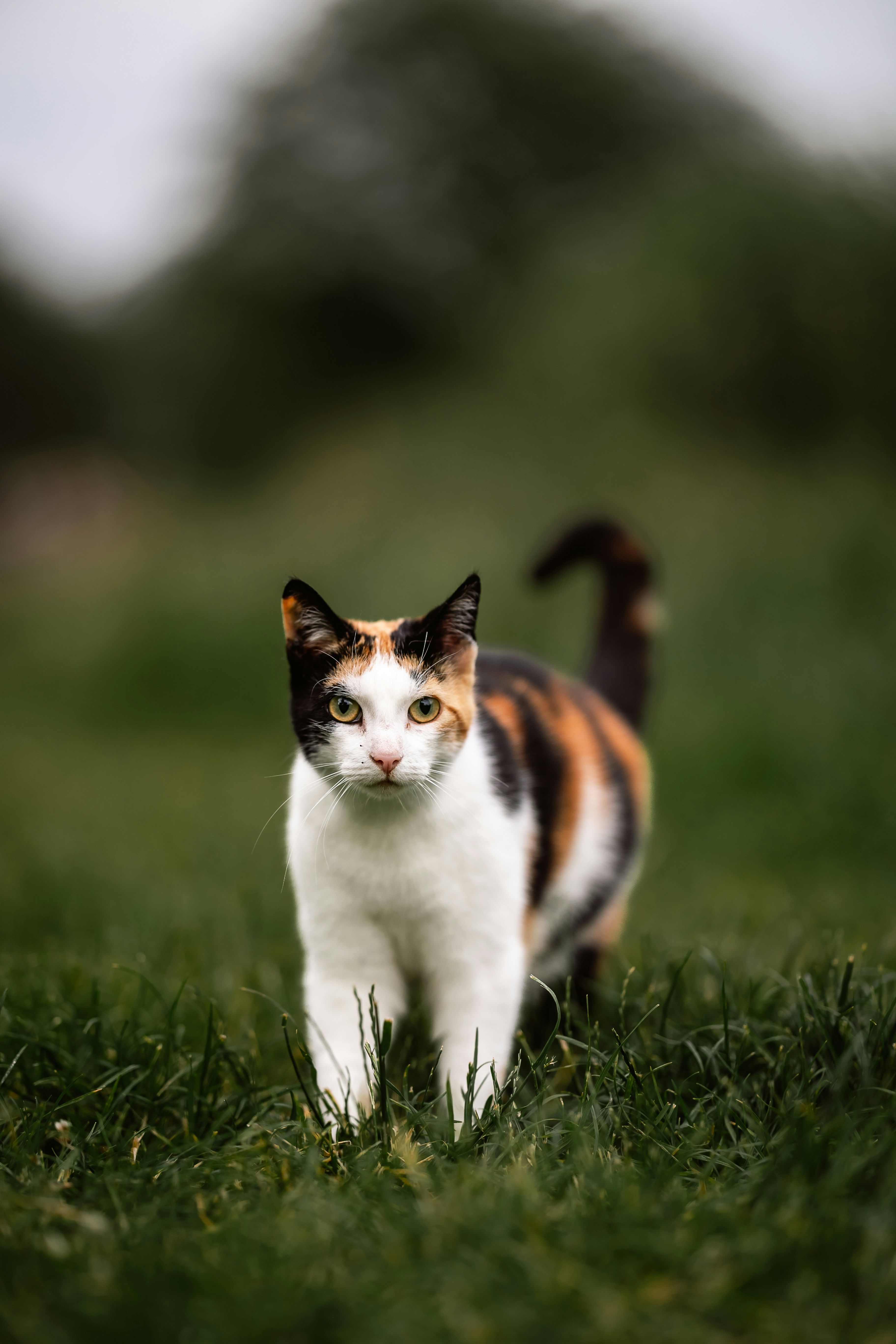 pockone.base.eth Basenames (.base.eth domains) based on ENS PFP