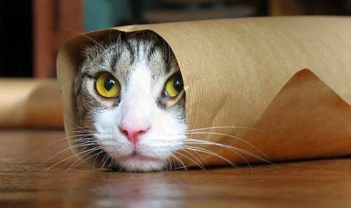 Raj (pump100x.lens) Lens social identity (.lens handle) PFP