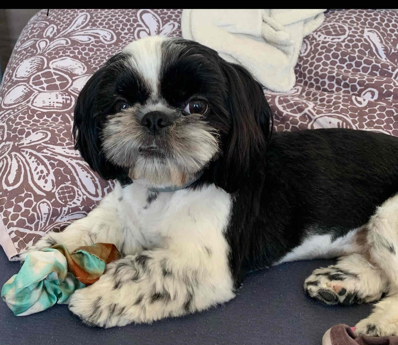 talarek (0o906.lens) Lens social identity (.lens handle) PFP