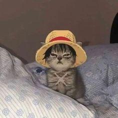 spicy (spicylynx.lens) Lens social identity (.lens handle) PFP