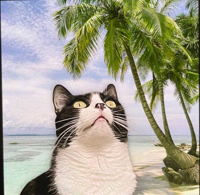 lowmuss (lowmuss.lens) Lens social identity (.lens handle) PFP