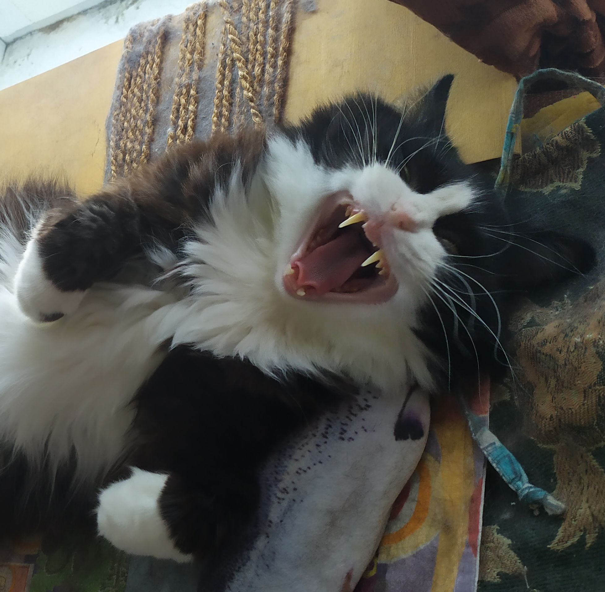 cryptoroby.base.eth Basenames (.base.eth domains) based on ENS PFP