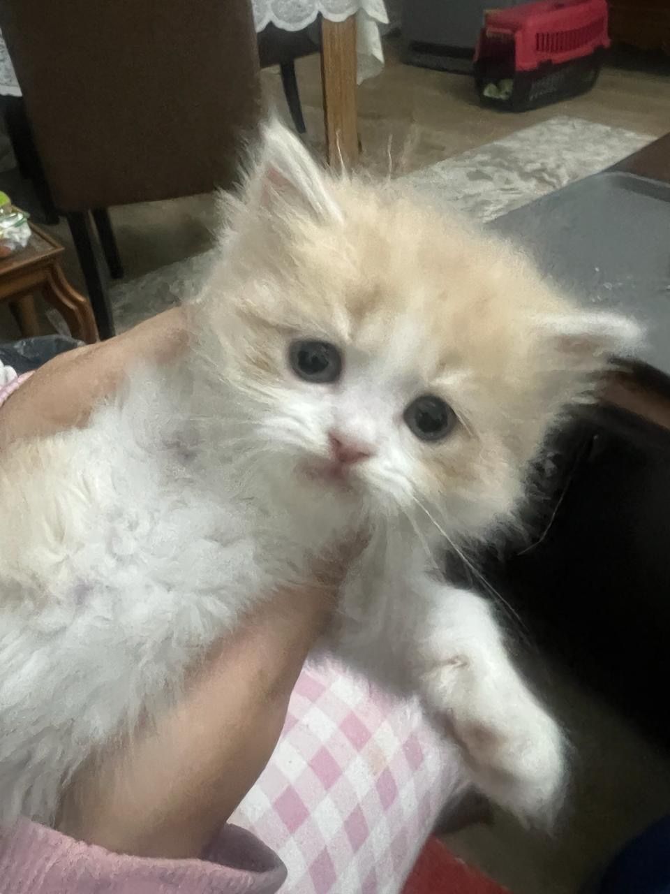 meowyy.eth's Lens avatar