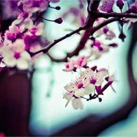 meetlevel (meetlevel.lens) Lens social identity (.lens handle) PFP