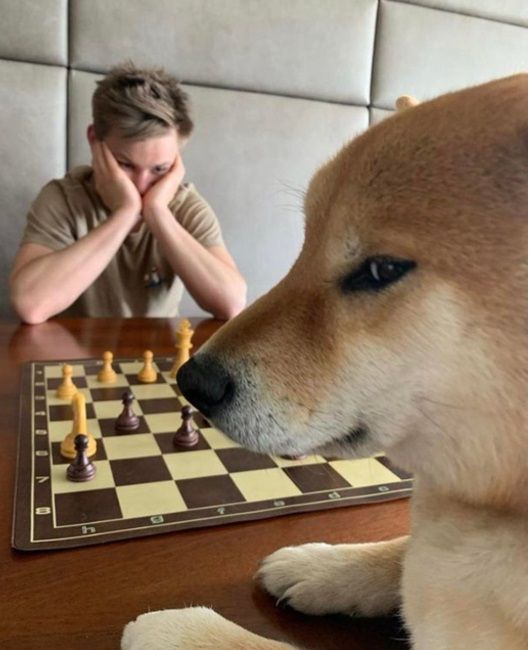 dogemusk.eth Ethereum Name Service (ENS and .eth domain) PFP