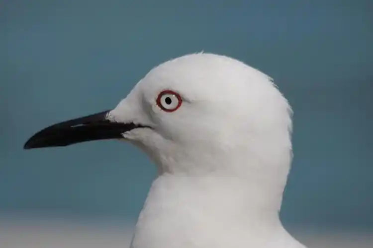 gulls.lens Lens social identity (.lens handle) PFP