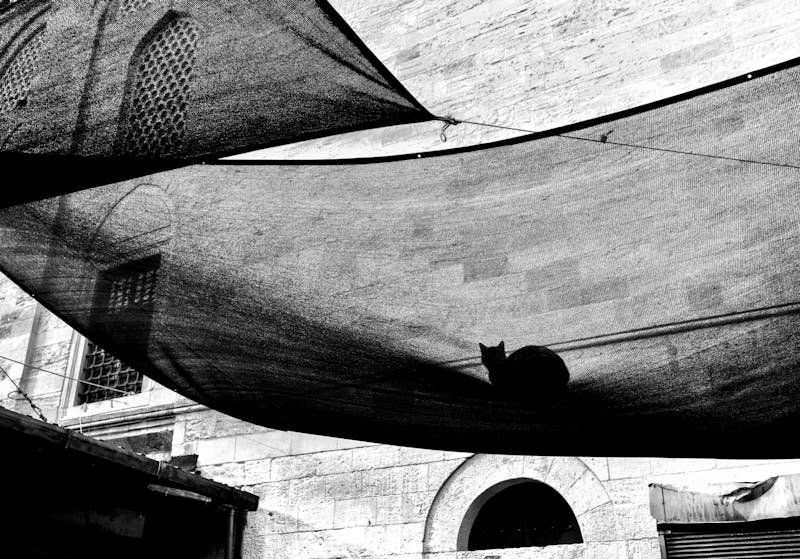 vgtdj (uiiio.lens) Lens social identity (.lens handle) PFP