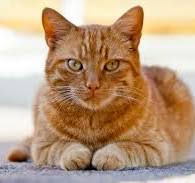 orangecat9 (orangecat9.lens) Lens social identity (.lens handle) PFP