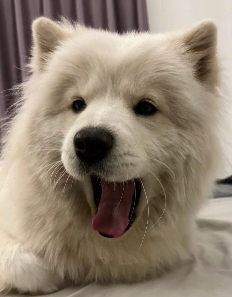 Edward (dogwang.lens) Lens social identity (.lens handle) PFP