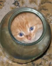 Katerina (furzik.lens) Lens social identity (.lens handle) PFP