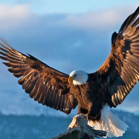 Frank Praise (frankpraise.lens) Lens social identity (.lens handle) PFP