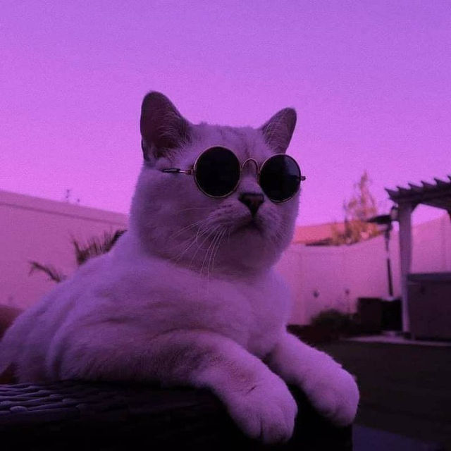 Xe's Lens avatar