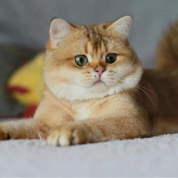 nuttawutpong (nuttawutpong.lens) Lens social identity (.lens handle) PFP