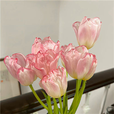 omioni (omioni.lens) Lens social identity (.lens handle) PFP